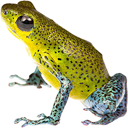Isla Popa Dart Frog
